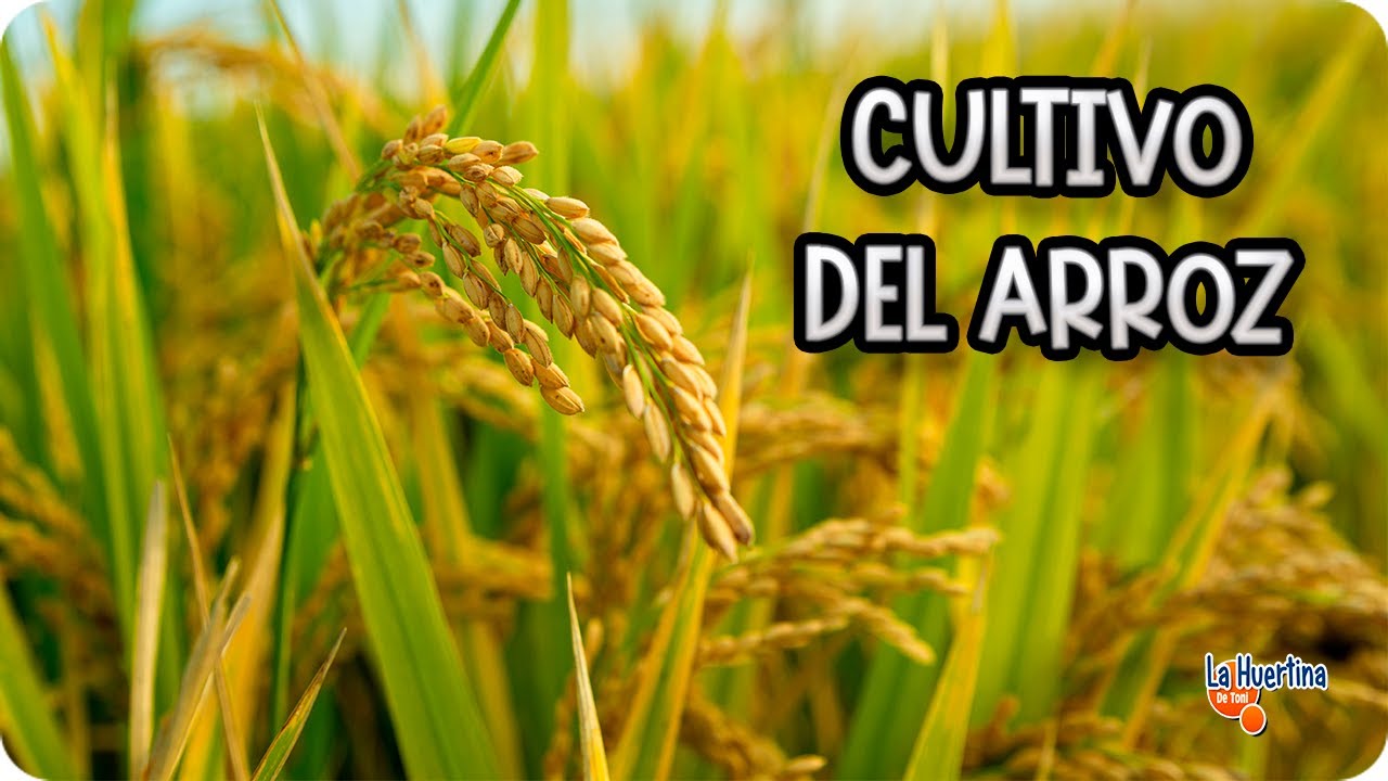 Descubre la fascinante planta del arroz