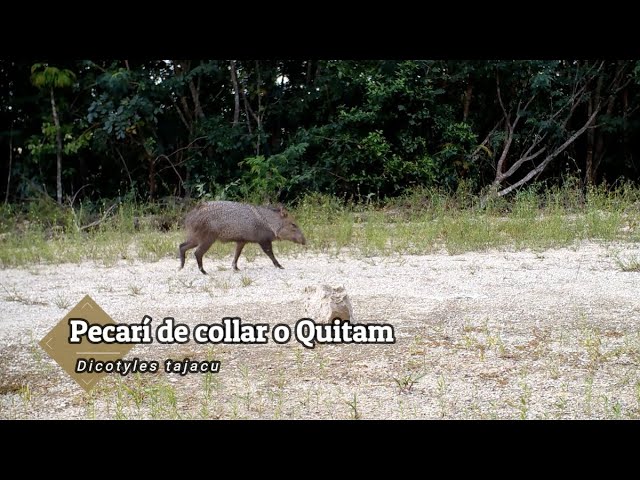 Descubre la fauna de Playa del Carmen: ¡no te lo pierdas!