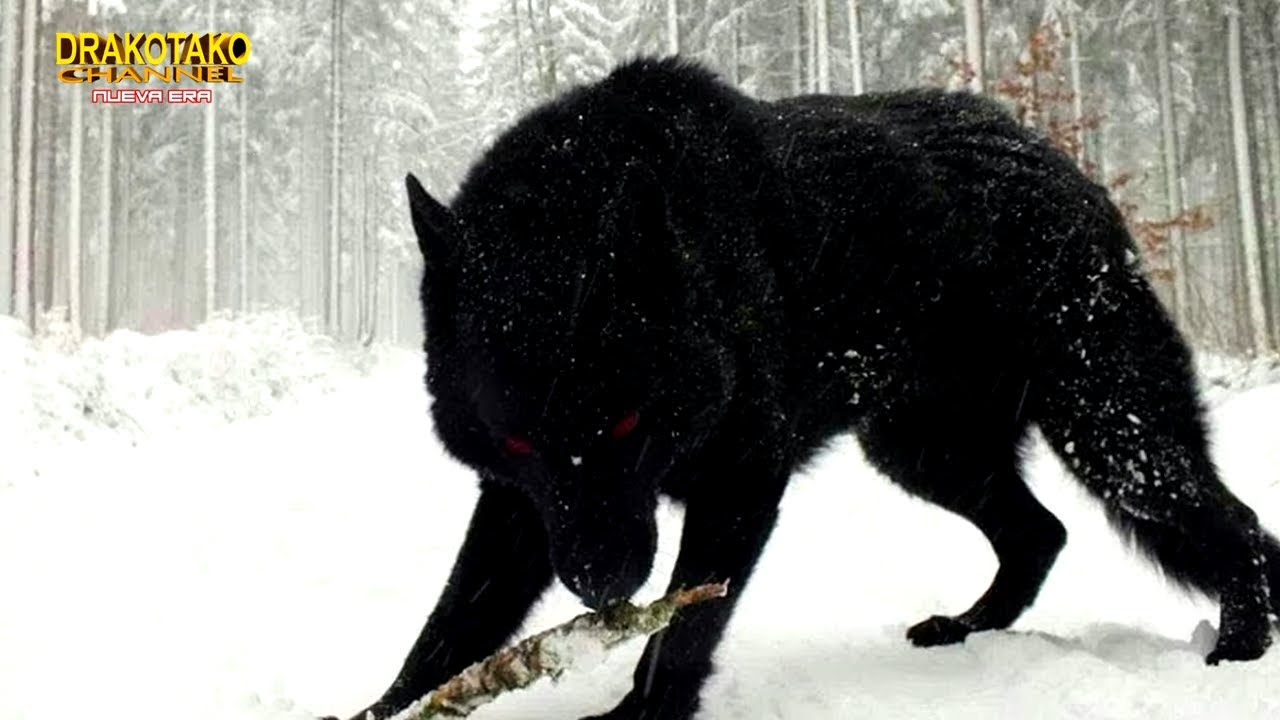 Descubre la raza de lobo más grande del mundo