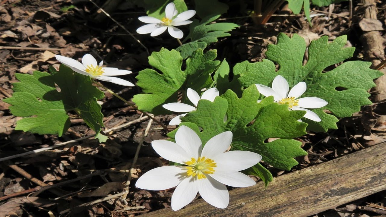 Descubre la sanguinaria y sus usos