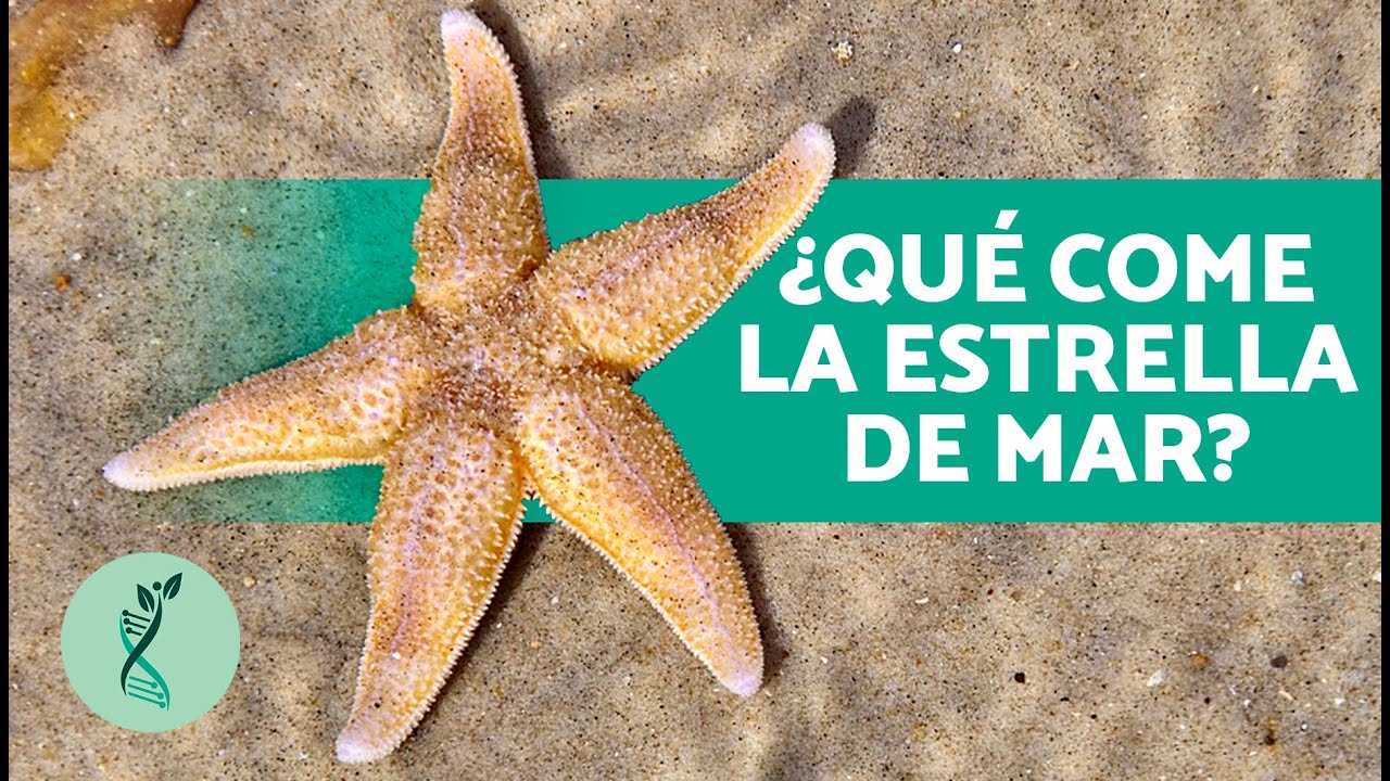 Descubre las 10 características de la estrella de mar