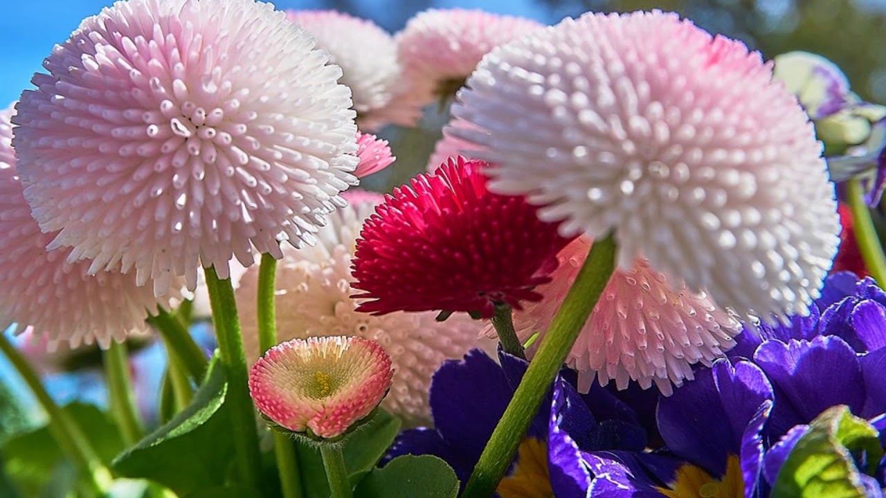 Descubre las flores más excepcionales y exóticas