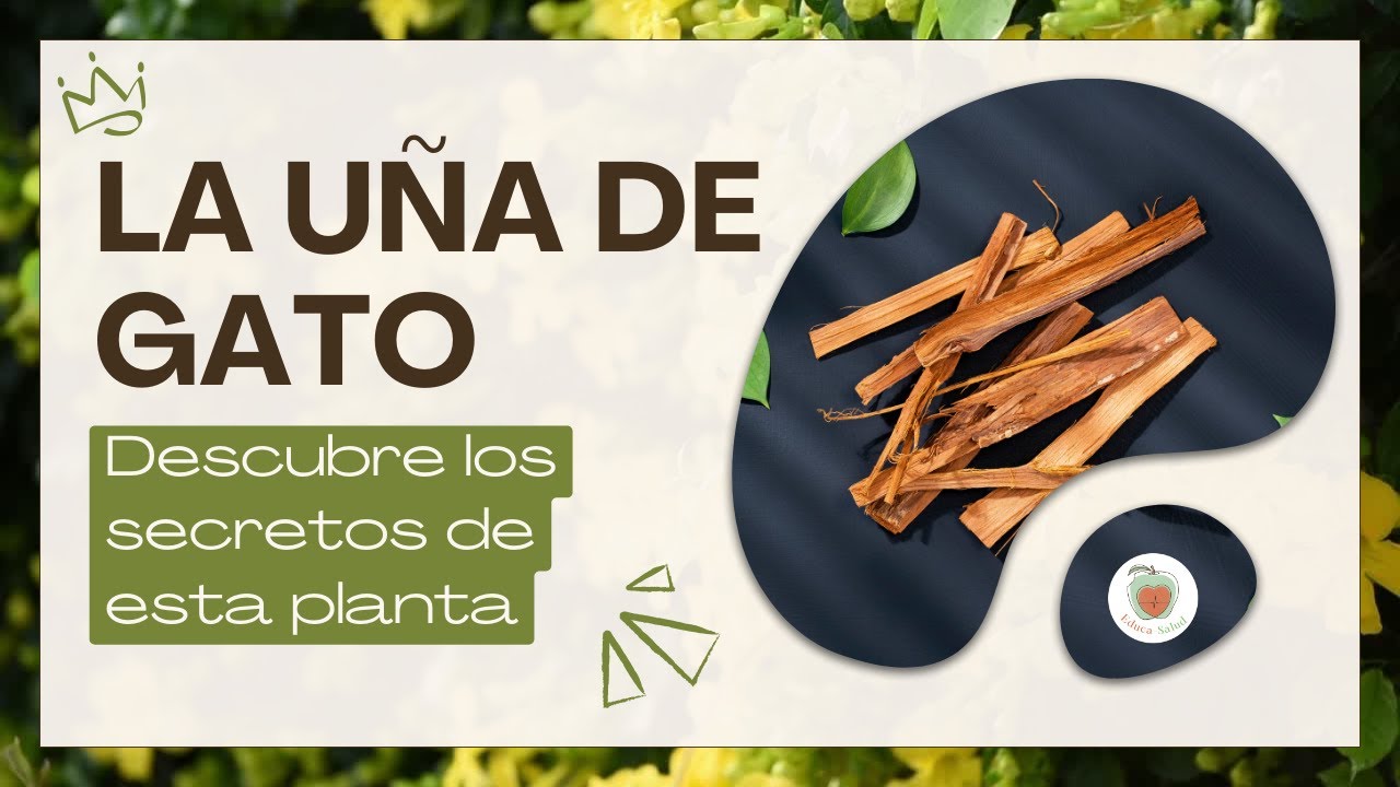Descubre los beneficios de la uña de gato