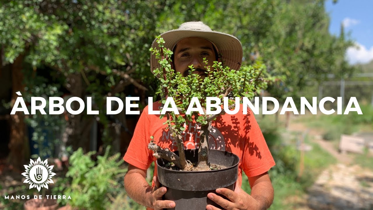 Descubre los beneficios del árbol de la abundancia