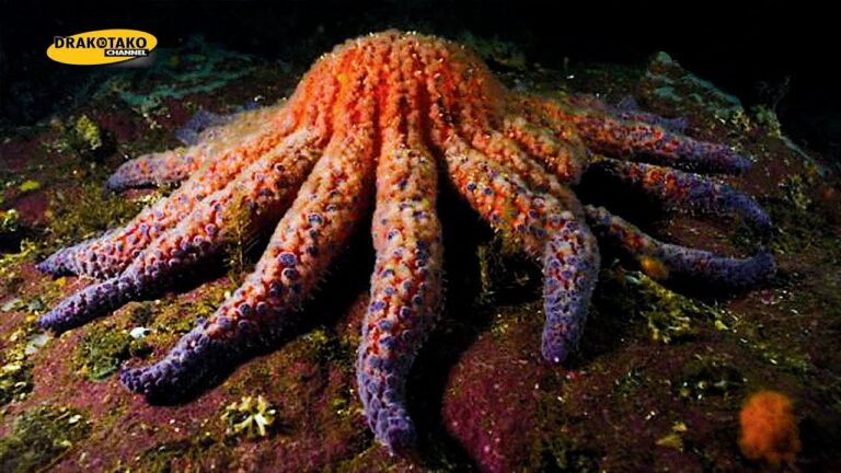 Descubre los diferentes tipos de estrellas de mar redonda - Mi Tienduca