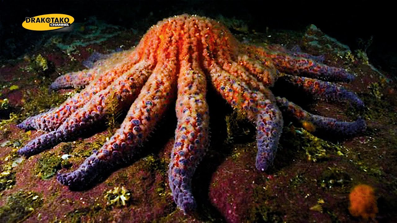 Descubre los diferentes tipos de estrellas de mar redonda