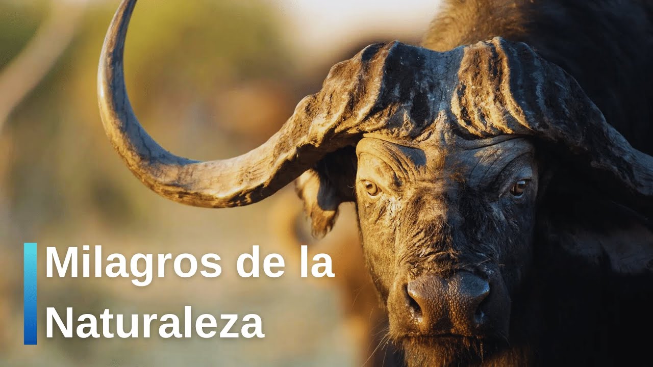 Descubre los secretos de los animales salvajes