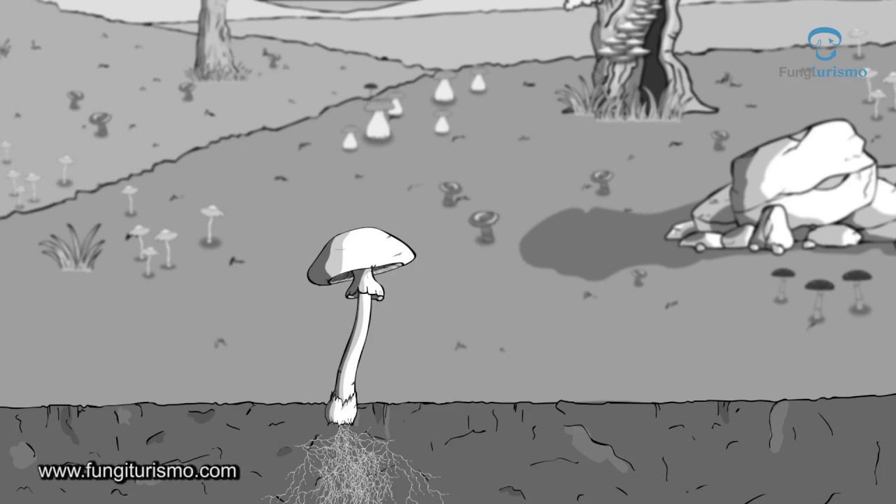 Descubriendo al profesional detrás del reino fungi