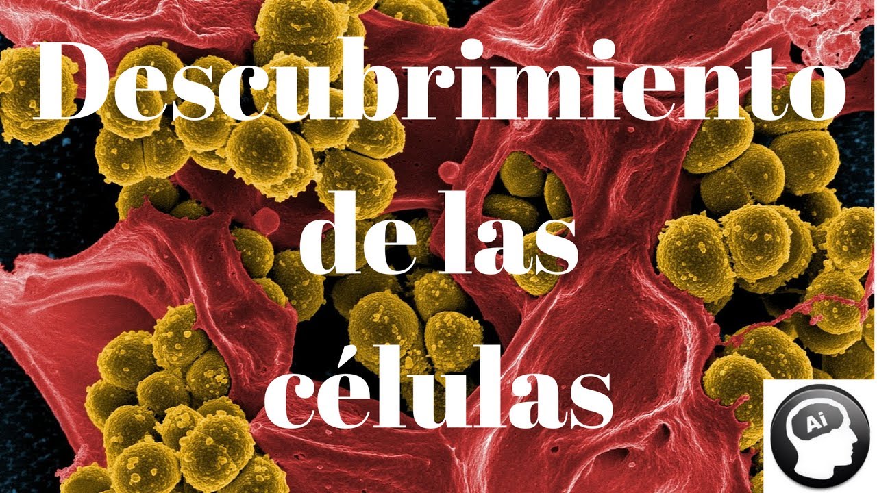 Descubriendo el mundo de las células