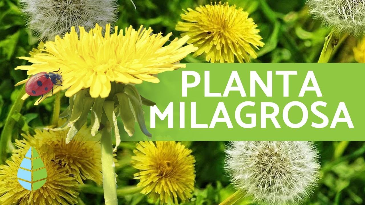 Diente de león en el mate: Una nueva forma de disfrutarlo