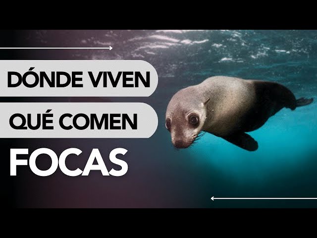 Dieta de las focas: ¿De qué se alimentan?