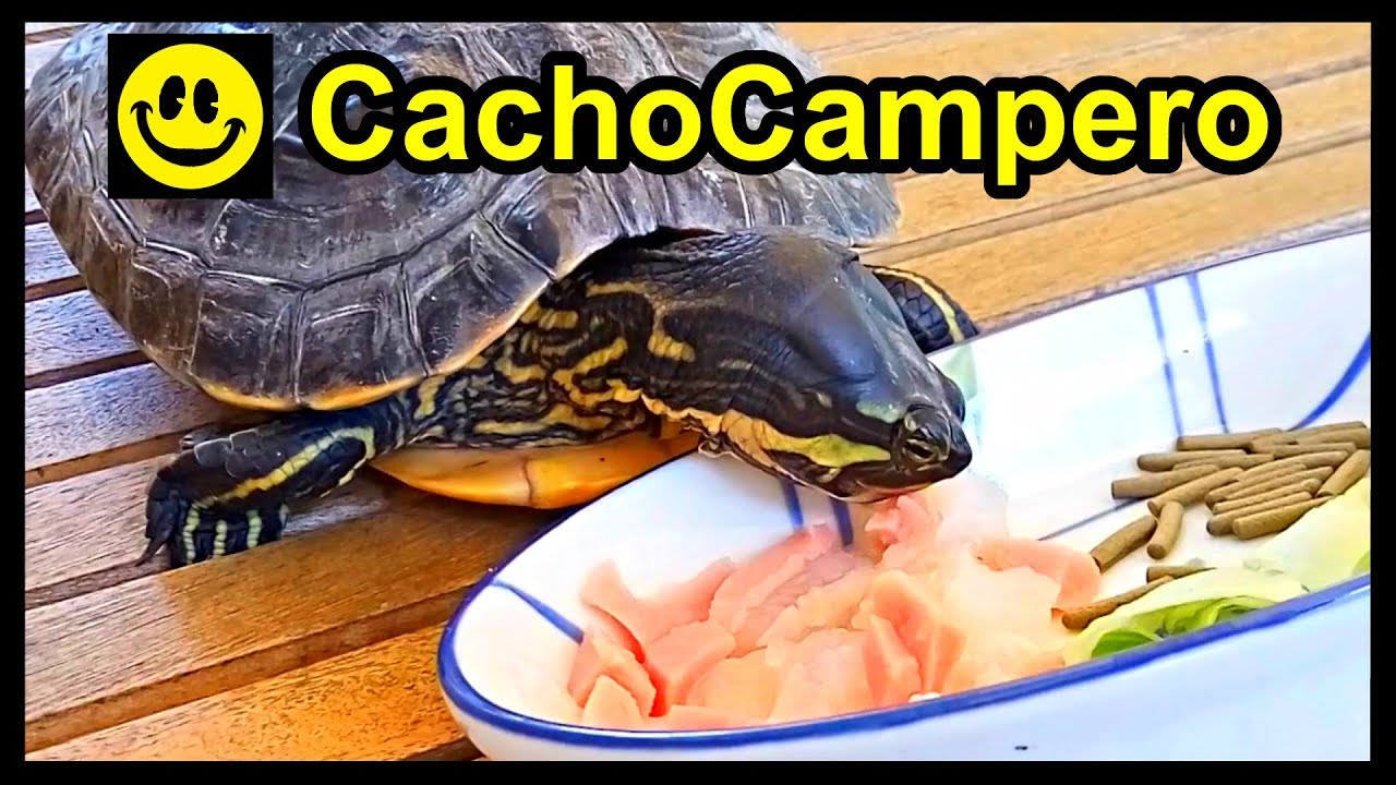 Dieta de las tortugas de agua dulce