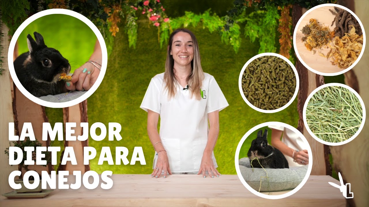 Dieta del conejo: ¿carnívoro herbívoro u omnívoro?