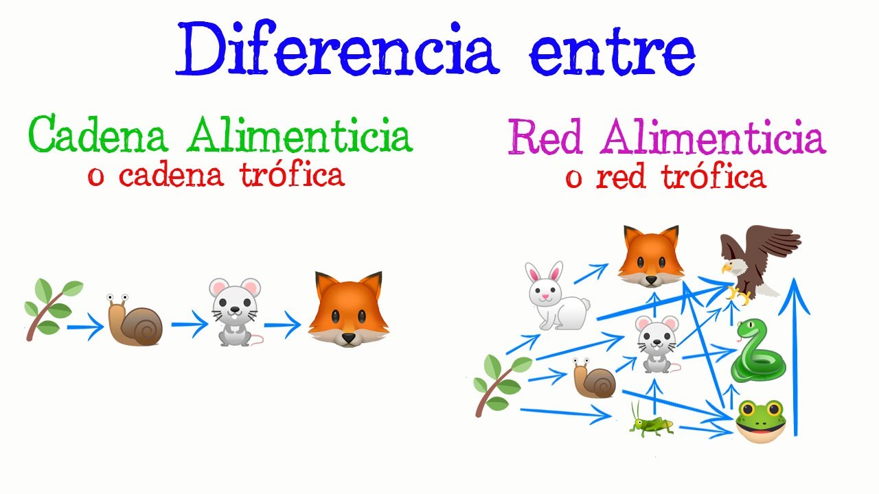 Diferencia entre red alimenticia y cadena alimenticia