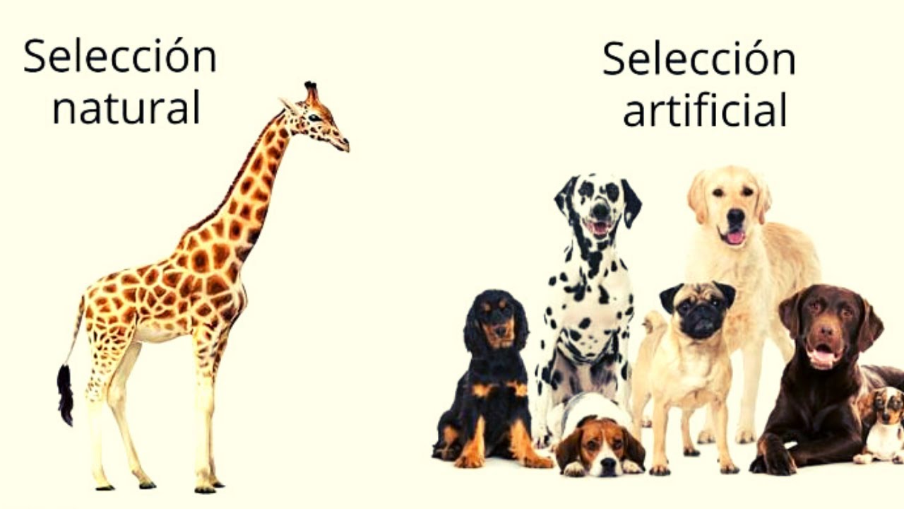 Diferencias clave: selección natural vs. artificial