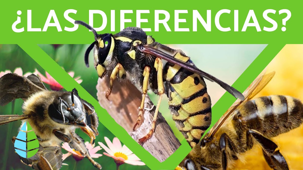 Diferencias entre abejas y avispas