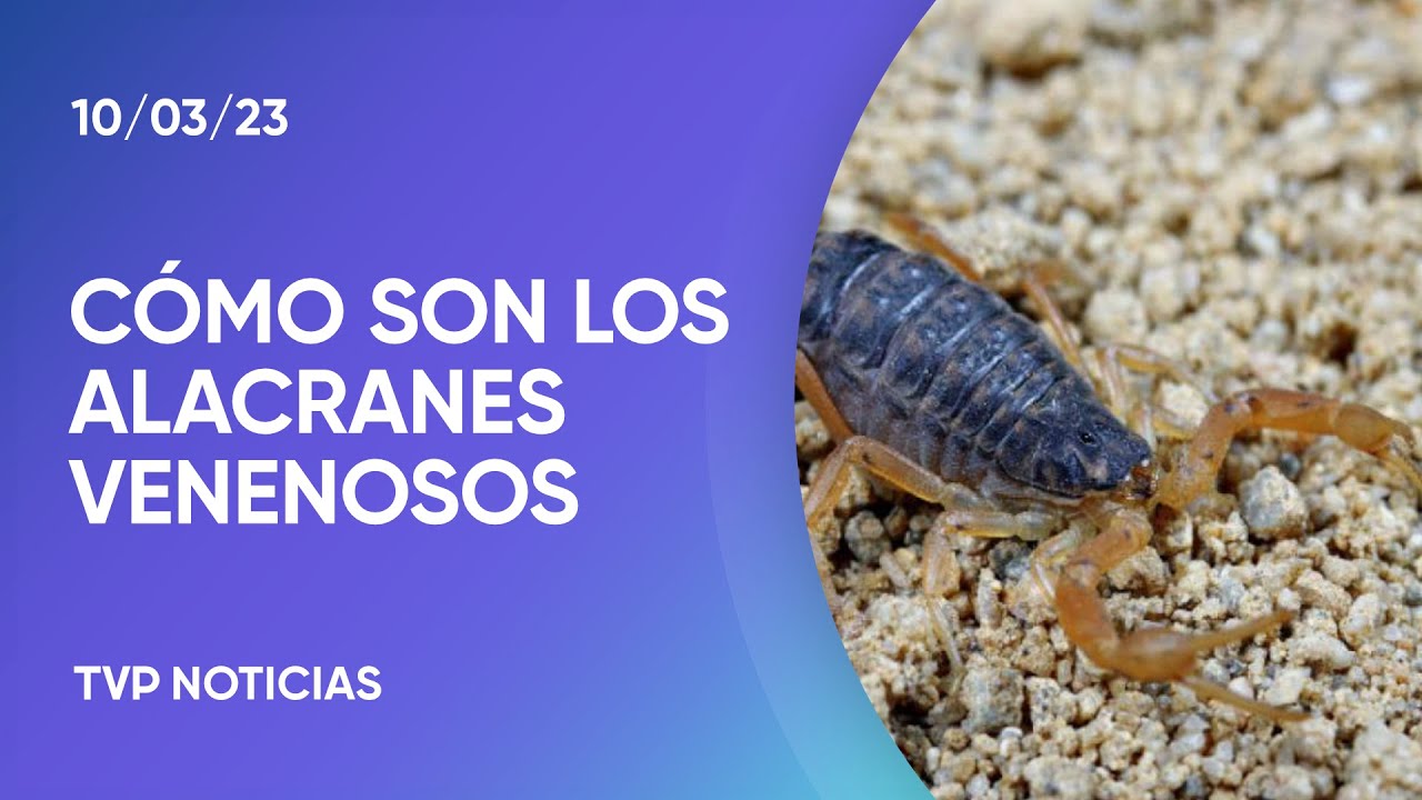 Diferencias entre alacranes machos y hembras