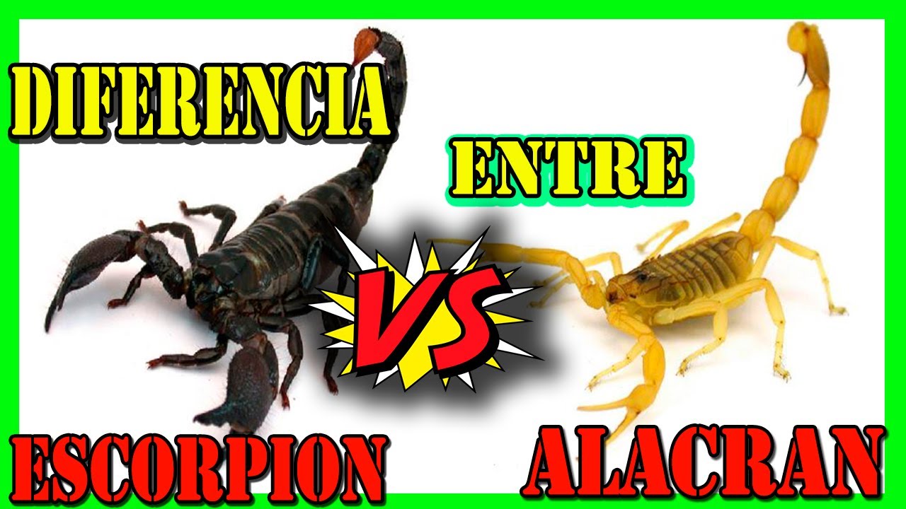 Diferencias entre alacranes y escorpiones
