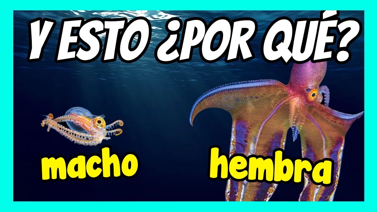 Diferencias entre machos y hembras en animales