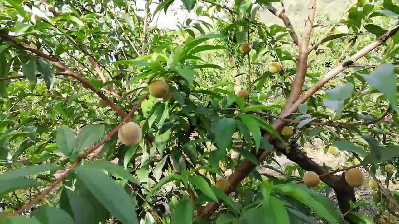 Duraznos: tiempo estimado para la producción de frutos