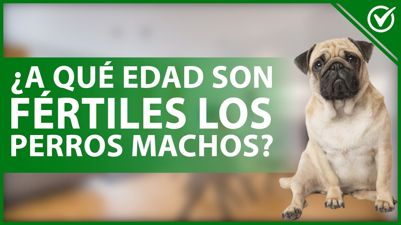 Edad en la que los perros machos son fértiles