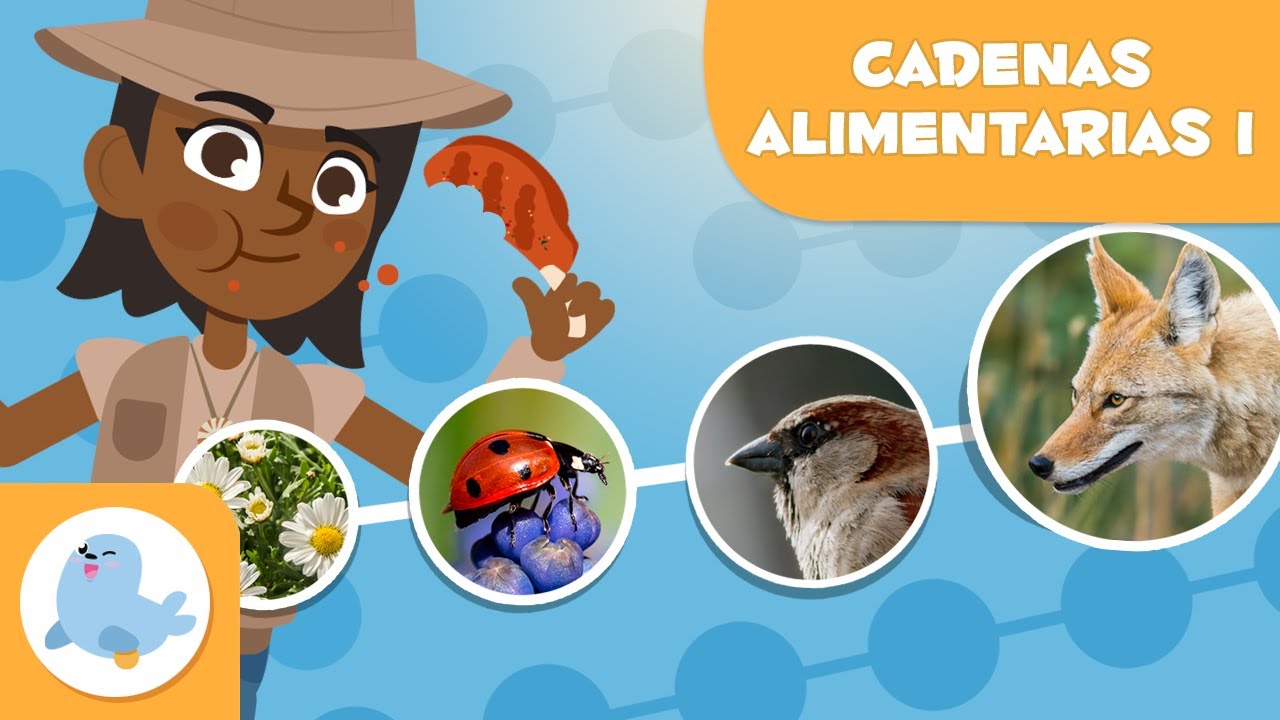 Educativa cadena alimenticia para preescolares