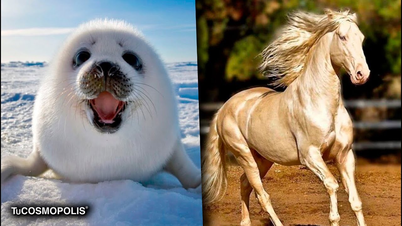 El animal más bello del mundo