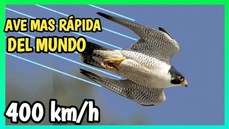 El ave más rápida del mundo: Descubre cuál es - Mi Tienduca