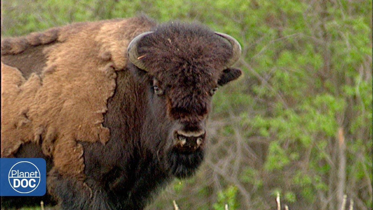 El bisonte norteamericano: un ícono de la fauna local