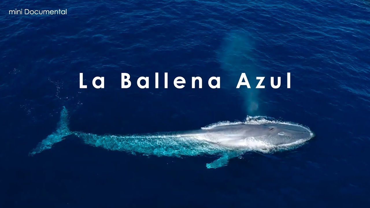 El ciclo de vida de la ballena