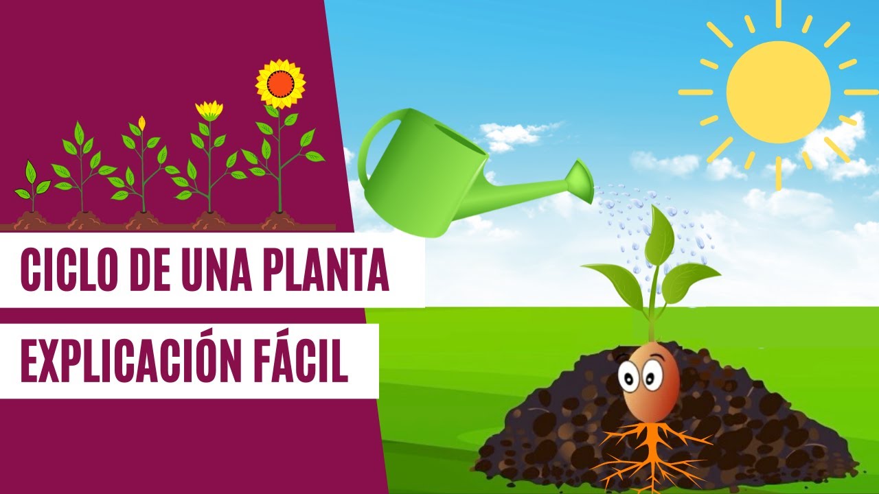 El ciclo de vida de las plantas con flor