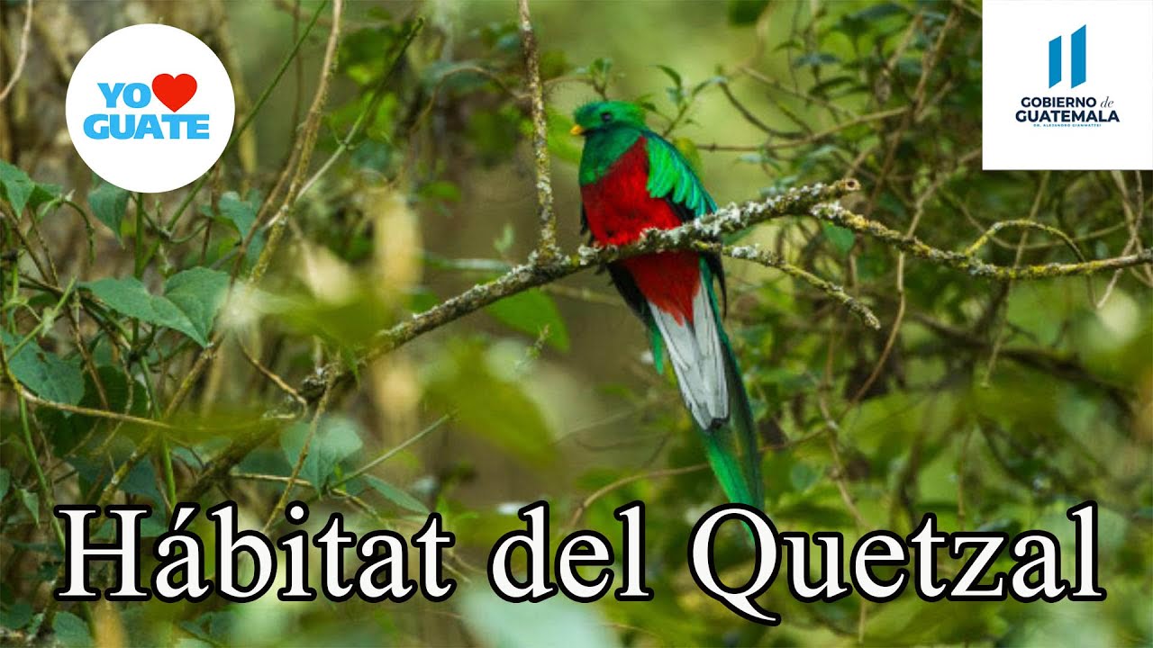 El hábitat del quetzal: ¿dónde vive este majestuoso pájaro?