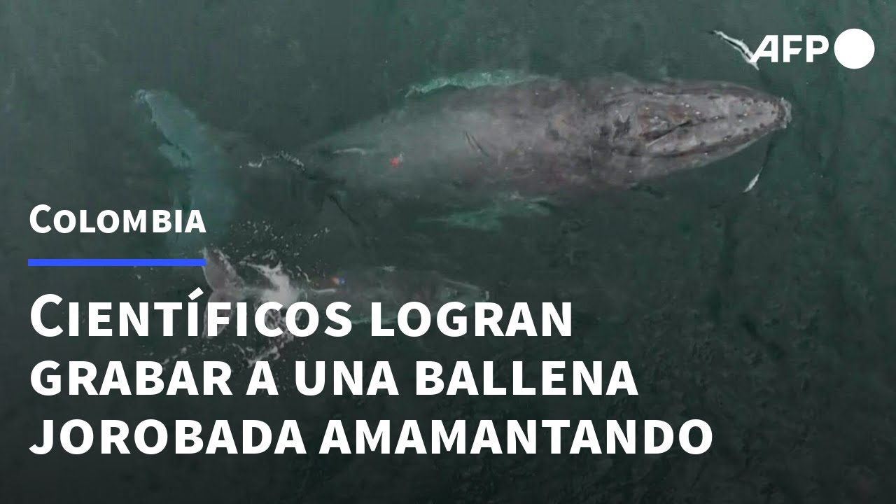 El increíble acto de amor de la ballena hacia sus crías
