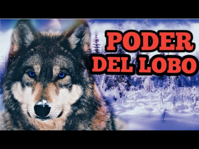 El lobo y su visión sobre los demás