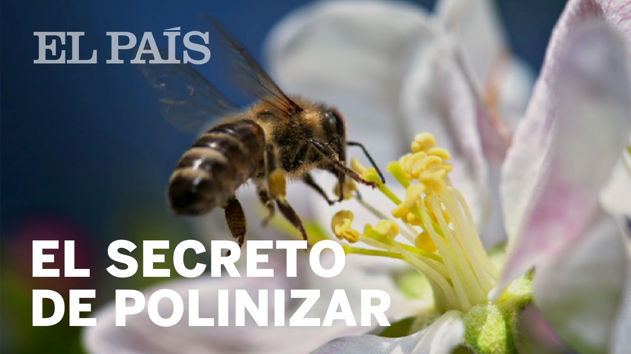 El maravilloso proceso de polinización por las abejas