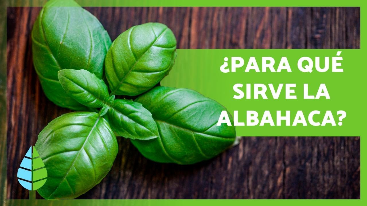 El nombre científico de la albahaca: ¡Descúbrelo!