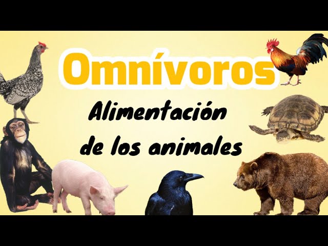 El pato: ¿carnívoro herbívoro u omnívoro?