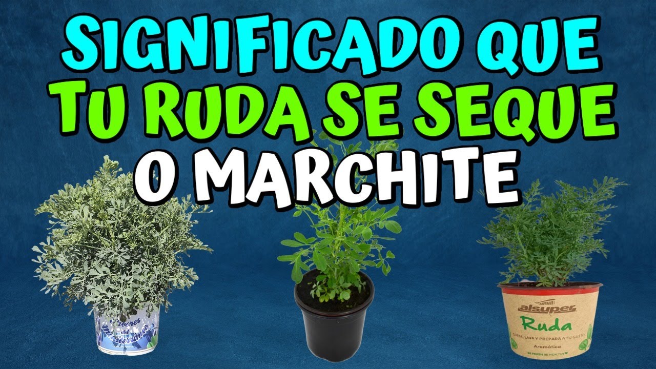 El significado de la floración de la ruda