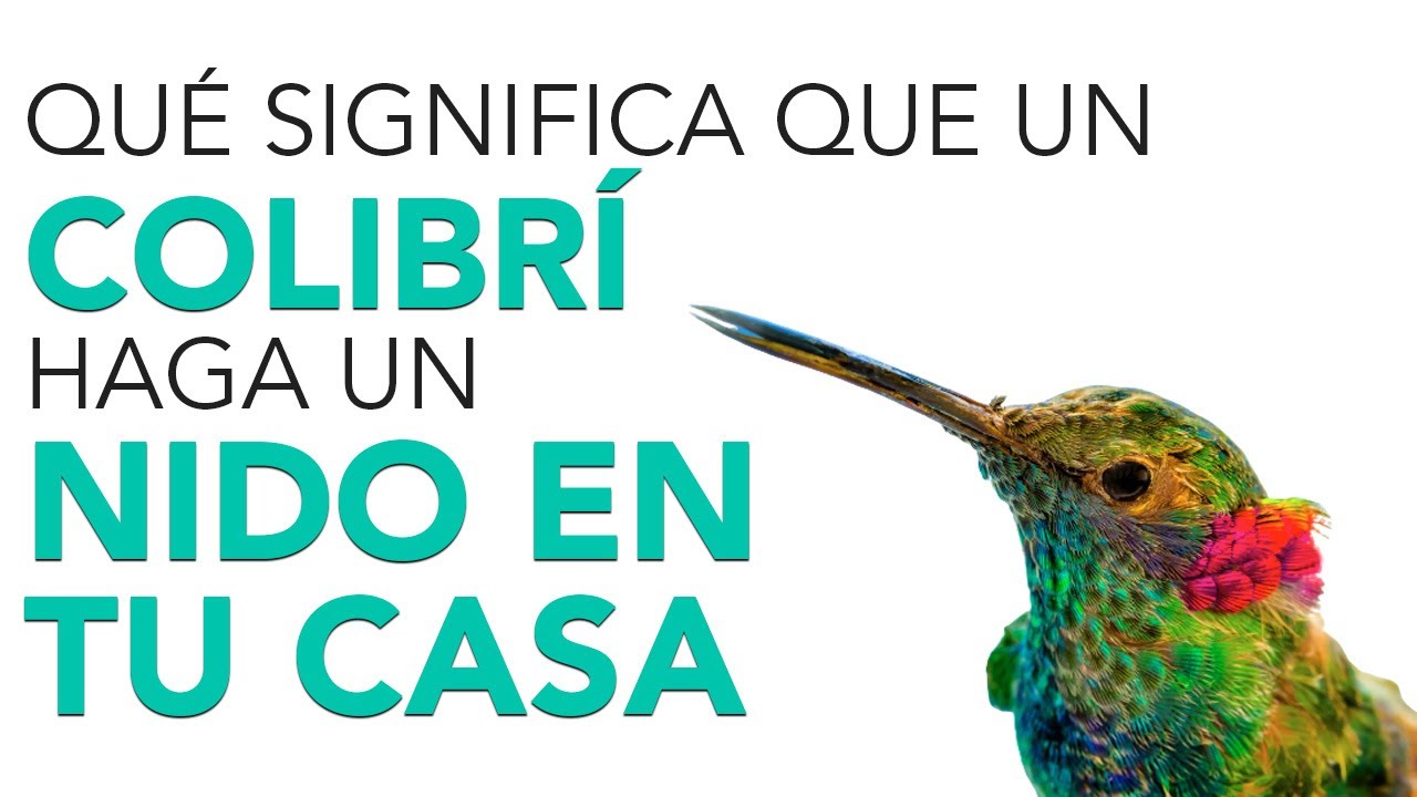 El significado de un colibrí construyendo su nido en tu casa