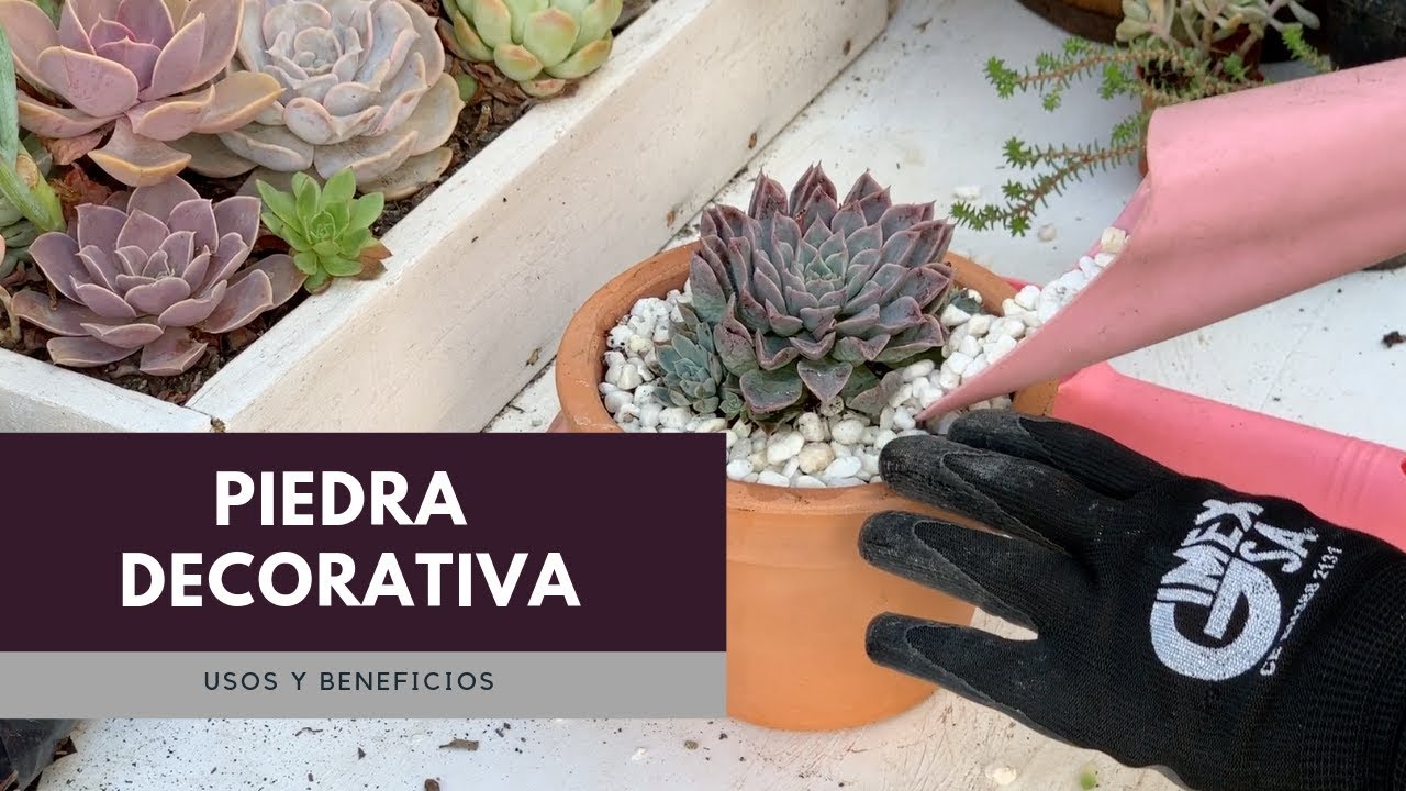El uso de piedras en las suculentas