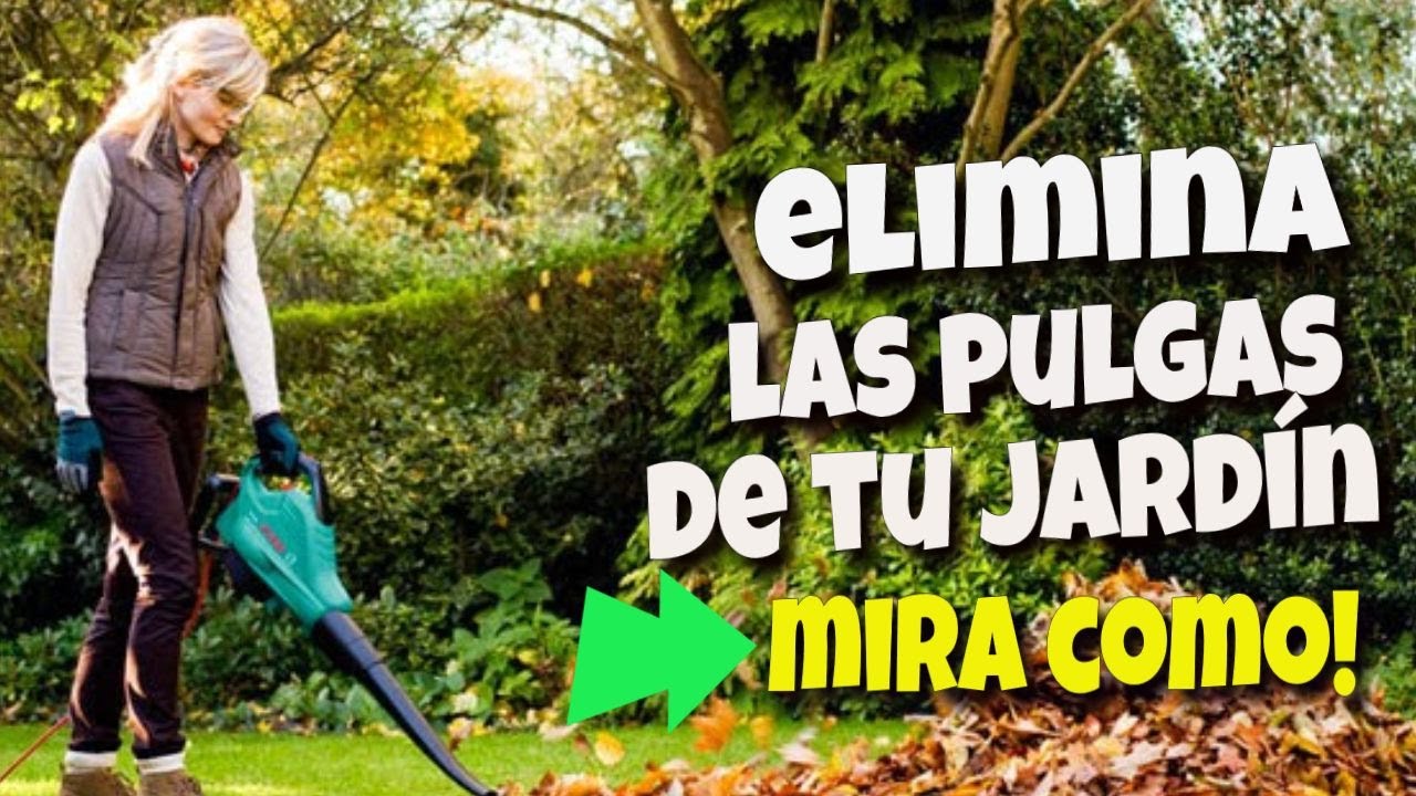 Eliminación de pulgas en el patio