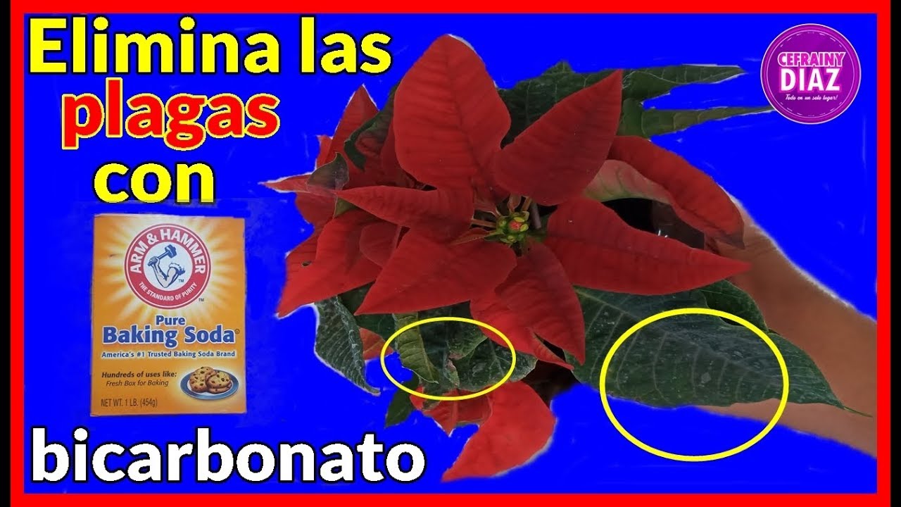 Eliminar plagas de nochebuenas de forma natural