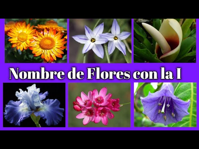 Encuentra una flor o fruto con la letra i