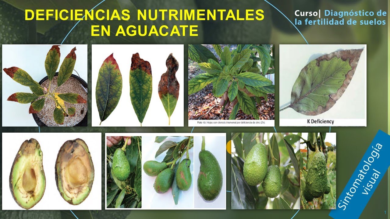 Enfermedades en las hojas del aguacate: ¿cómo identificarlas?