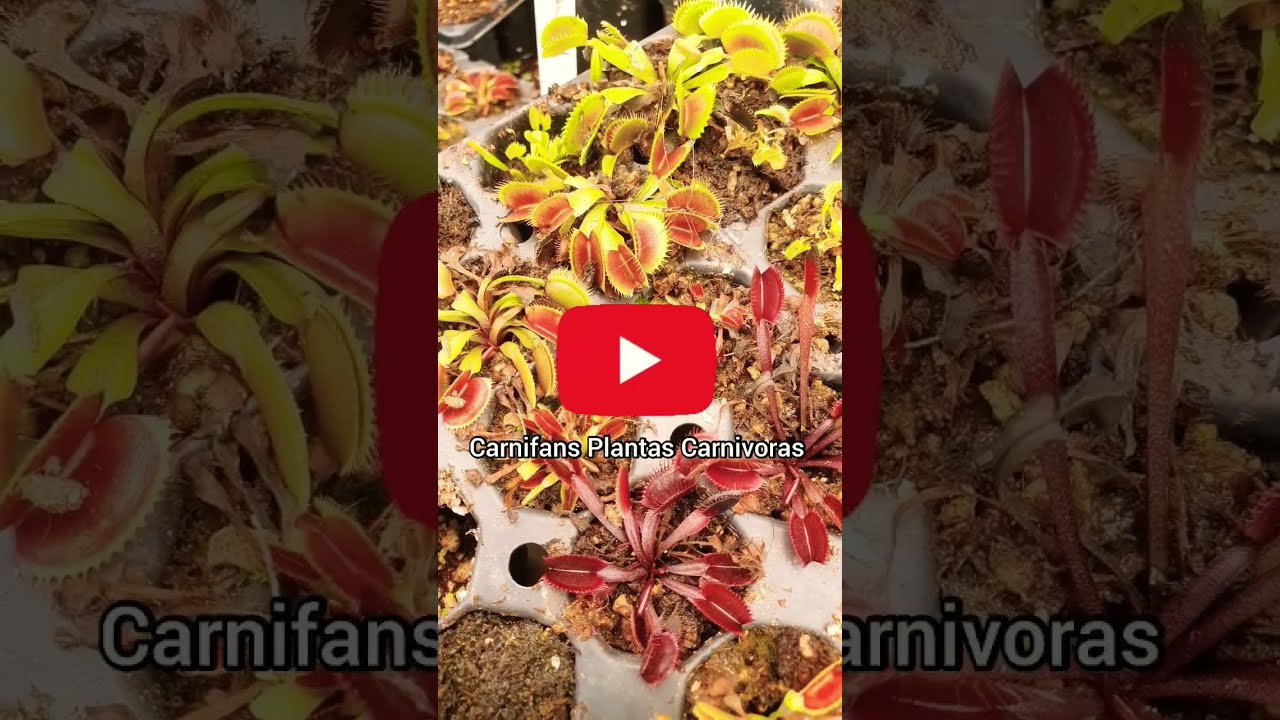 Entendiendo la planta Venus atrapamoscas
