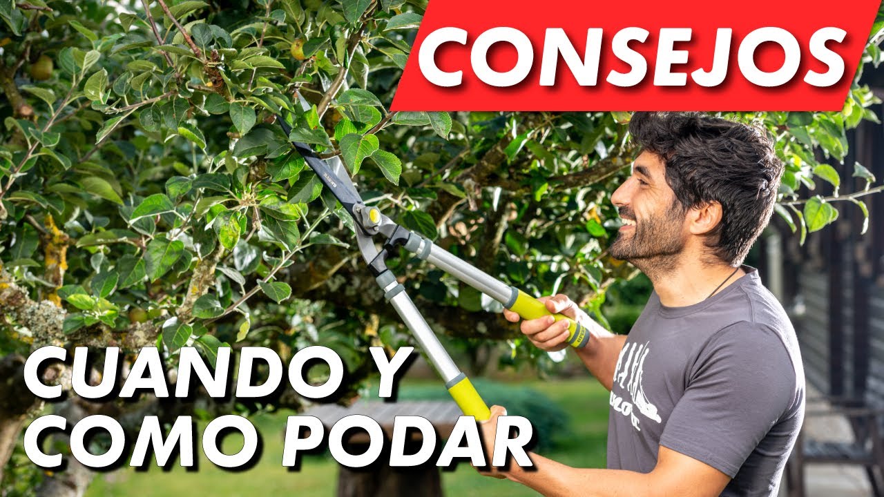 Época ideal para podar árboles