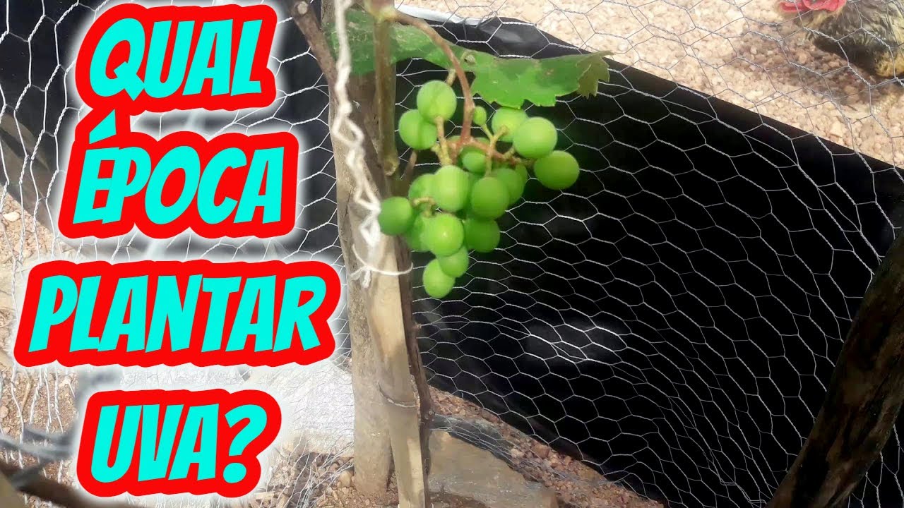 Época ideal para sembrar uvas
