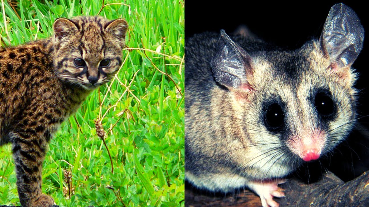 Especie representativa en animal o planta