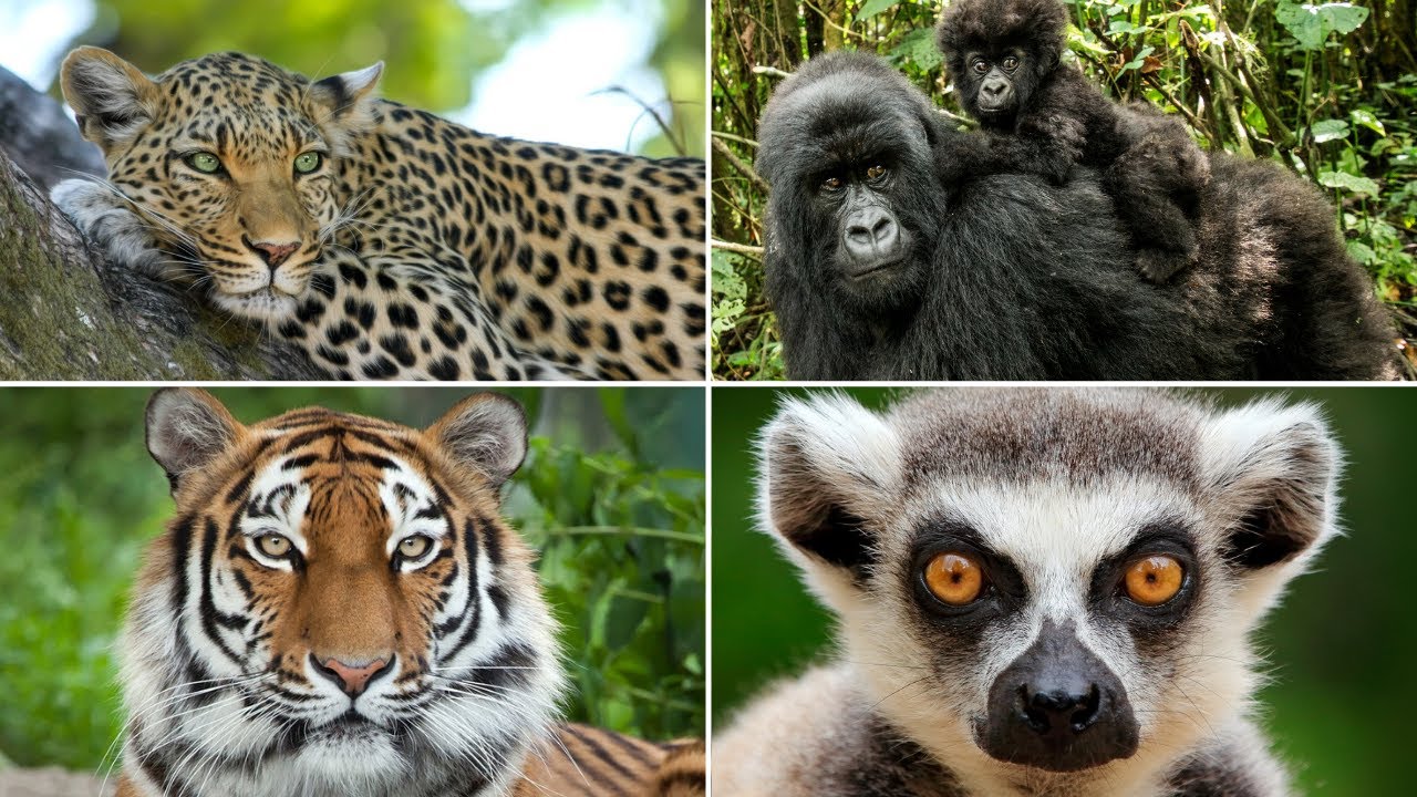 Especies animales de la selva