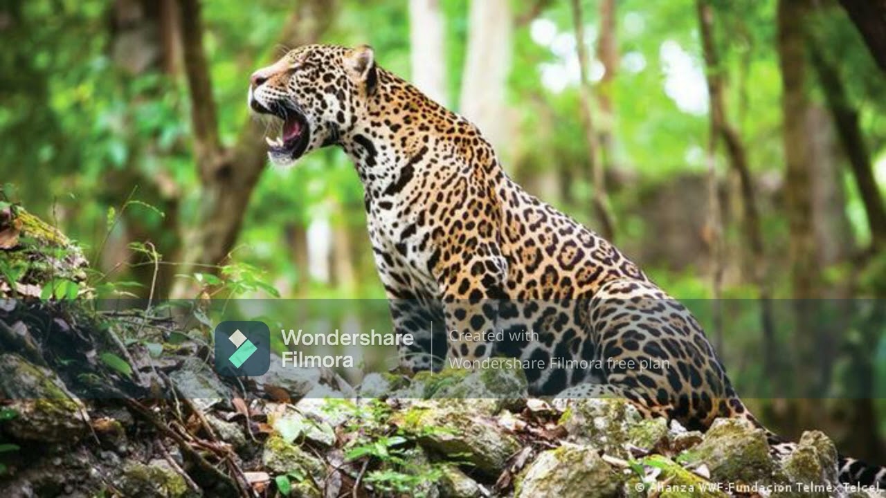 Especies en peligro de extinción en Yucatán